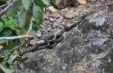 Uma das dezenas de cobras que vimos na caminhada ao The Quill, em Statia - Caribe